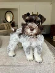 SCHNAUZER BREEDS,  MINIATURE SCHNAUZER TEL:+1(209)7320412