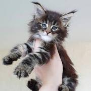 Available Maine Coon Kittens For Sale – $950 Each