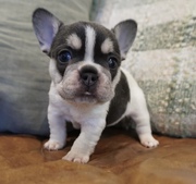 Fluffy French Bull Dog Puppies 