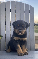 Purebred King German Rottweiler Puppies 