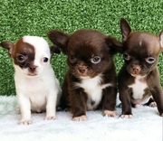 Dewormed Chihuahua Puppies for Rehoming 