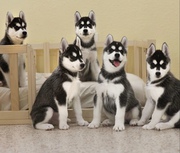 Registered Pure Bred Siberian Husky Puppies 