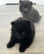 Purebred Pomeranian Puppies for Sale 