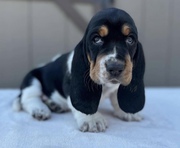 Beautiful Basset Hound Puppies for Rehoming 