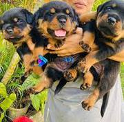 Well Trained Rottweiler Puppies
