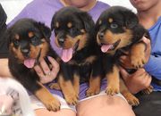 Cute and Lovely Male and Female Rottweiler.