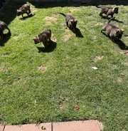 Outstqnding Chqrming Male and Female German Shepherd Puppies