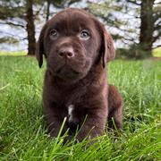 Labrador Retriever Puppy For Adoption