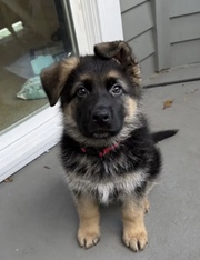Loyal German Shepherd Puppies for Sale