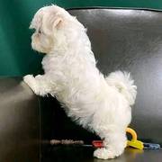 Maltese Bichon Puppies