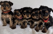 Adorable Yorkshire Terrier Puppies Ready