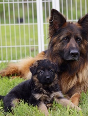 purebred german shepherd puppies ready