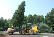 Tree Moving Toronto—Safe,  Professional Tree Relocation Services
