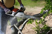 Tree Risk Assessment Minden – Certified Arborists You Can Trust