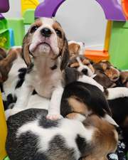 ADORBLE BEAGLE PUPPIES FOR REHOME