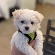 Beautiful Teacup Maltese Puppies Available