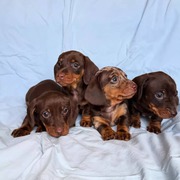 Miniature Dachshund puppies
