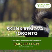 Skunk Removal Toronto | Humane Wildlife Control – Tarzan Wildlife