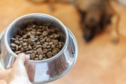 Best dry dog food in 2025