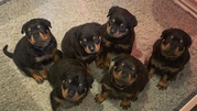 Rottweiler Puppies Ready