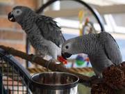 *Congo African Grey*