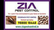 Cockroach Service Professional Pest Control service 278