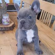 Blue Bulldog puppies ready