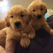 Male and Female Golden Retriever Puppies