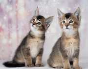 Caracal & Caracat Kittens Available