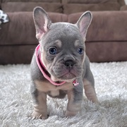 French Bulldog Pups Vetted and Ready to Find their Forever Homes 