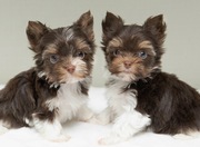 Tame Fluffy Yorkshire Terrier Puppies for Rehoming 