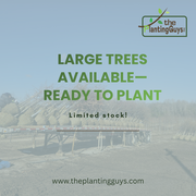 Looking for premium trees for sale?