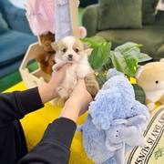 9 Week Old Female Corgi Puppy
