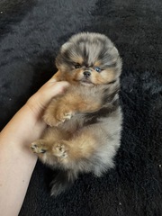 Cute Pomeranian puppies ready