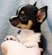 T Cup chihuahua Puppies for Adoption