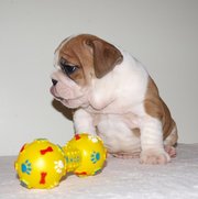 English Bulldog Puppies For Free Adoption