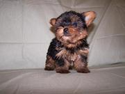 adorable yorkies available for free (priselove@yahoo.com)