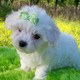 maltese puppy for sale