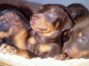 Doberman Puppies For Sale