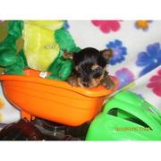 Energetic Loving Tea Cup Yorkie Puppies For Free Adoption.