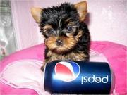 Adorable Male And Female Teacup Yorkie Available