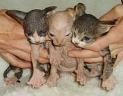 sphynx cats for adoption