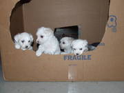 Maltese pups For Sale