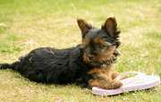 Gorgeous Tiny tea cup Yorkie puppies for adoption