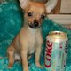 Top Quality Male and Female Chihuahua Puppies For Adoption/Free