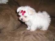  tea cup and akc  registered maltese puppies