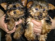 Lovely Yorkshire Terriers For a lovely Family