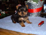 Yorkshire Terriers puppies  for sale